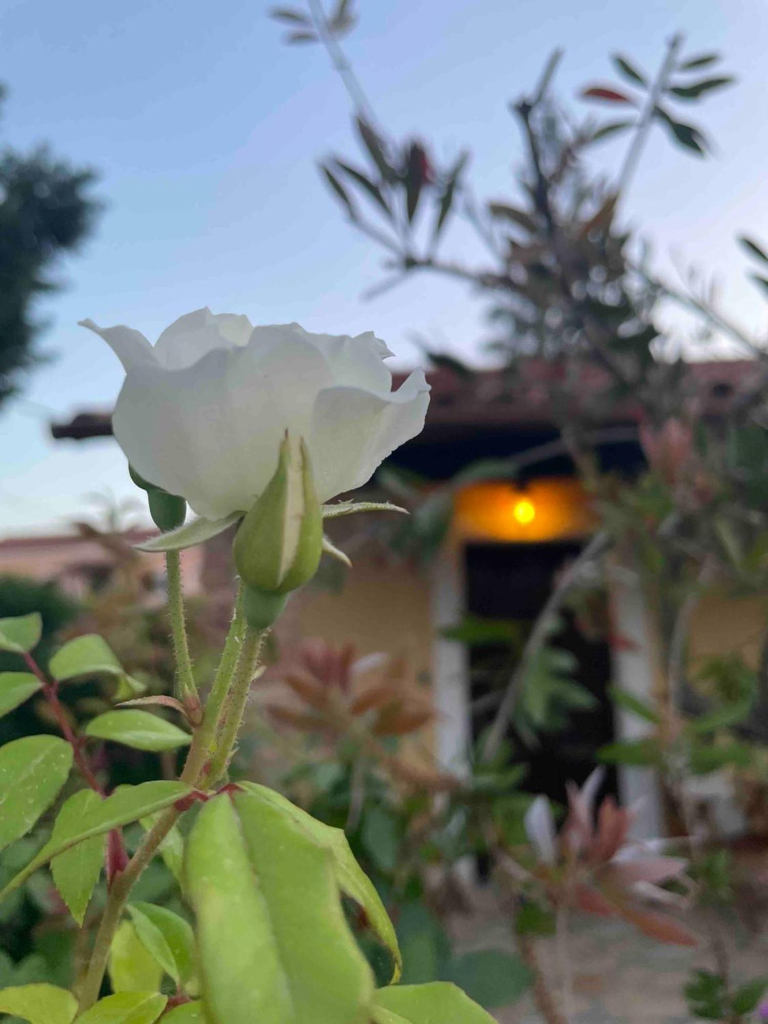 Villa Tina Country Beach Apartments 阿查拉维 客房 照片