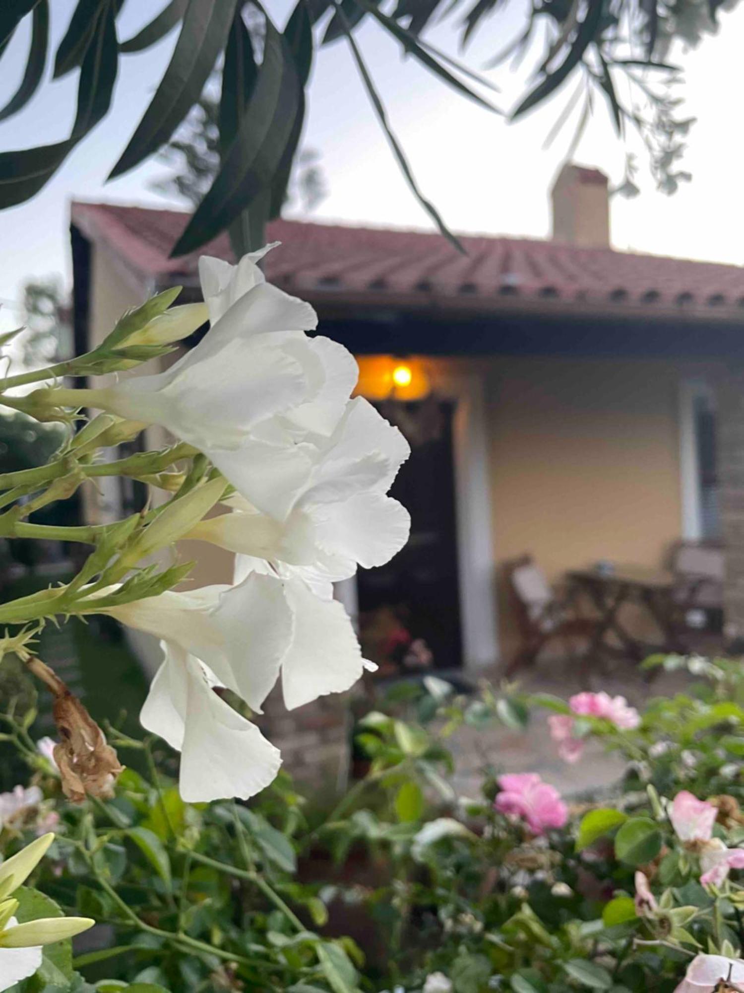 Villa Tina Country Beach Apartments 阿查拉维 客房 照片